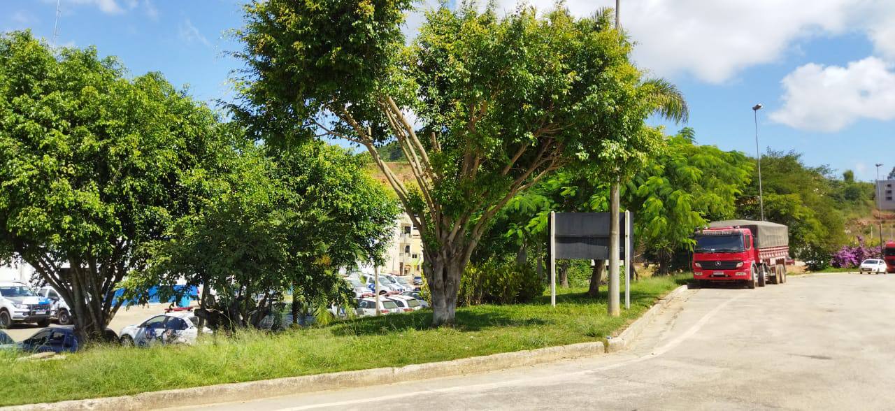 Prefeitura iniciará serviços de podas de árvores em espaços públicos 