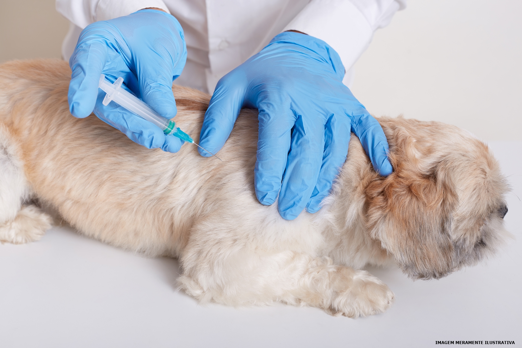 Ibatiba bate meta da vacinação contra a raiva animal