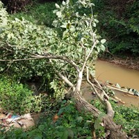 Prefeitura realiza remoção de árvore caída