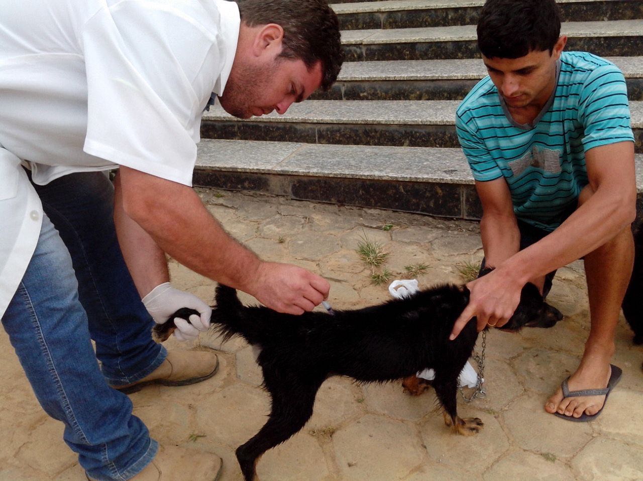 Balanço da vacinação contra a raiva animal