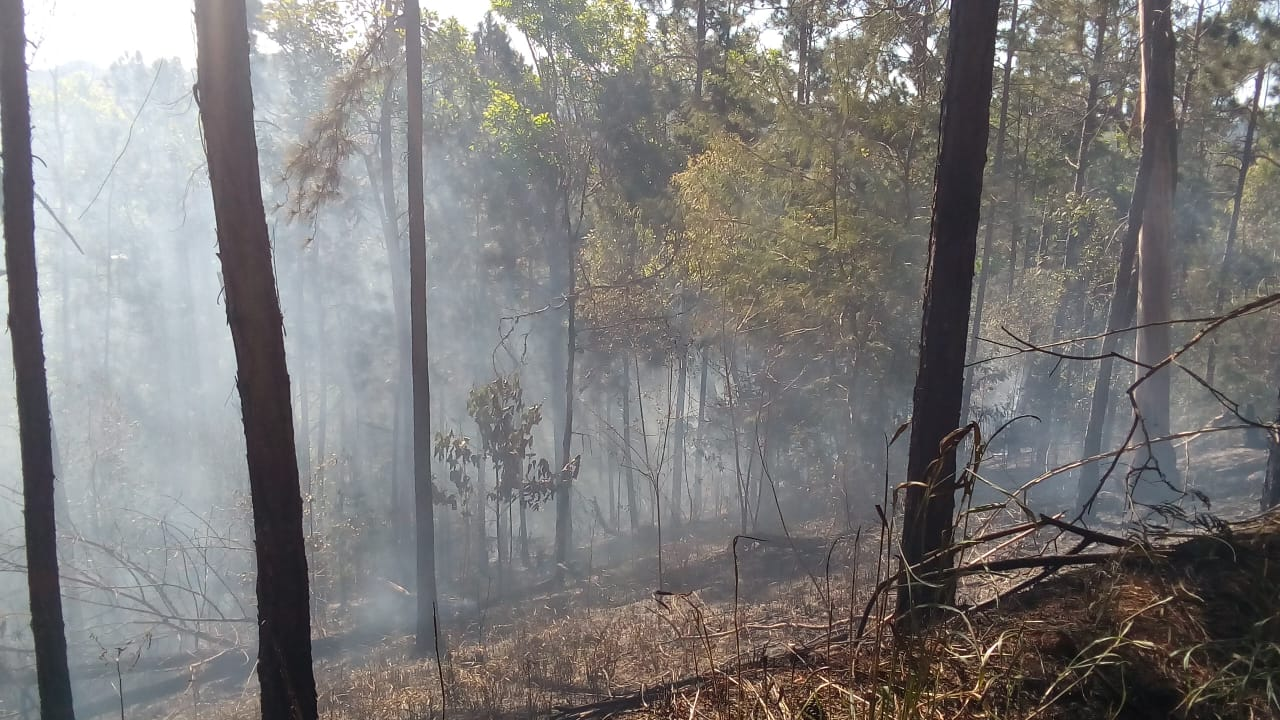 Ação rápida da Prefeitura evita incêndio no Horto Florestal