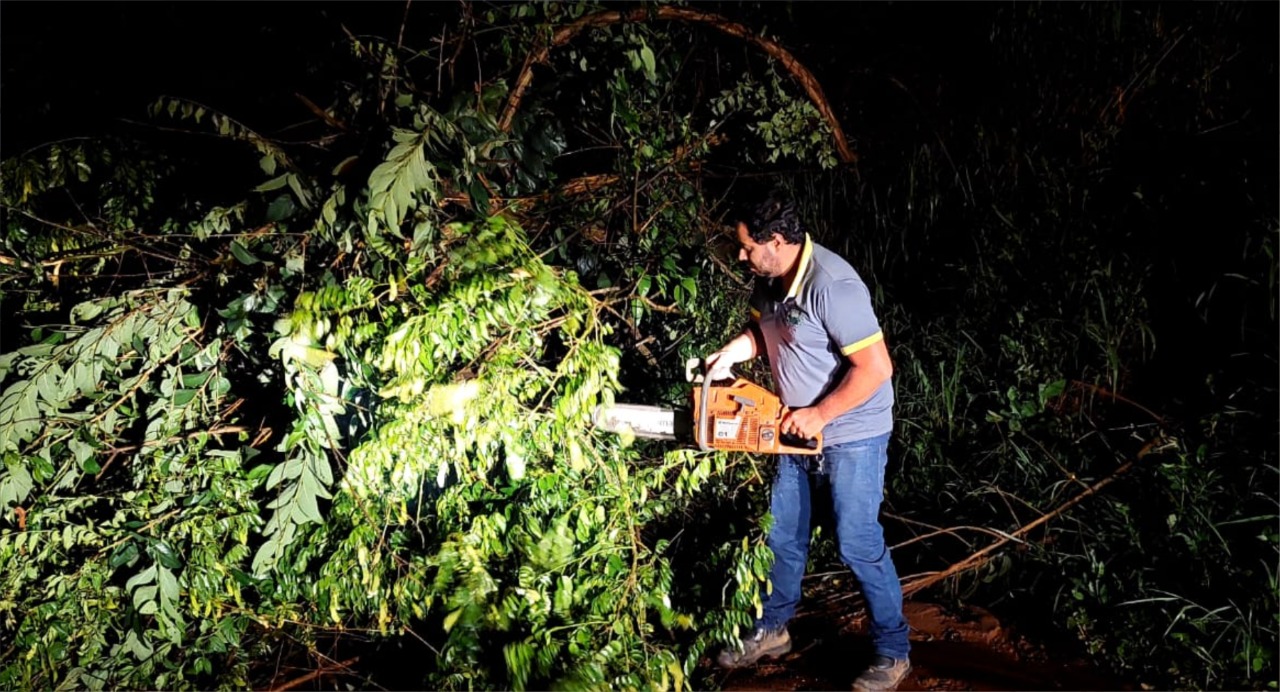 Defesa Civil retira árvores caídas após chuvas 